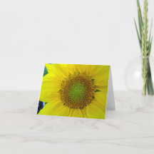 Tournesol et graines, Spirale, Ratio doré