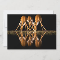 Trois impalas boivent ensemble la nuit
