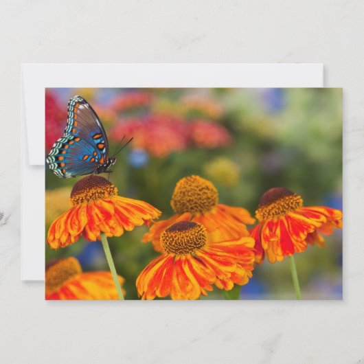 Carte De Remerciements Un Papilio troilus, Papilio troilus (Devant)