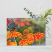 Carte De Remerciements Un Papilio troilus, Papilio troilus (Debout devant)