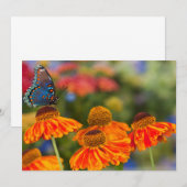 Carte De Remerciements Un Papilio troilus, Papilio troilus (Devant / Derrière)