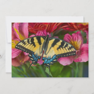 Carte De Remerciements Un papillon à queue épaisse de tigre