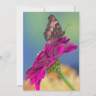 Carte De Remerciements Un papillon Papilio Multicaudatus