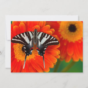 Carte De Remerciements Un papillon queue de zèbre