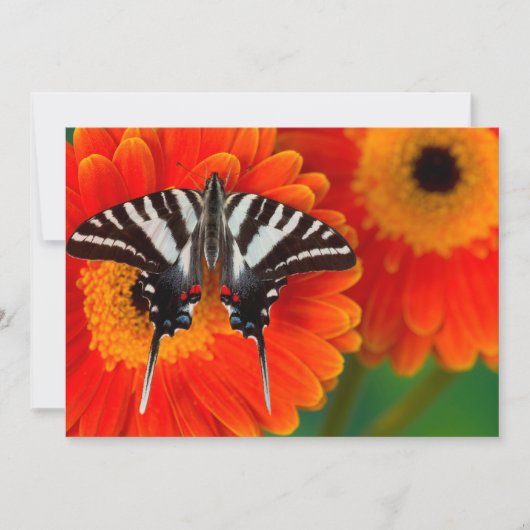Carte De Remerciements Un papillon queue de zèbre (Devant)