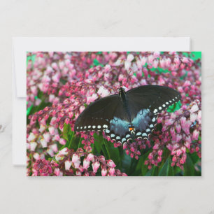 Carte De Remerciements Un papillon soufre Dans la famille des Phoebis
