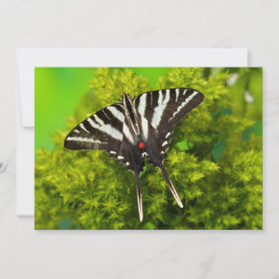 Carte De Remerciements Un papillon swallowtail nord-américain