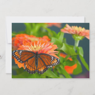 Carte De Remerciements Un papillon vice-roi sur des zinnias orange