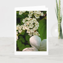 Viburnum le long de Sterling Pond Trail