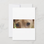 Carte De Remerciements yeux crème dachshund (Devant)