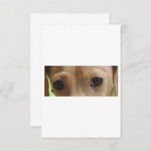 Carte De Remerciements yeux crème dachshund (Devant / Derrière)