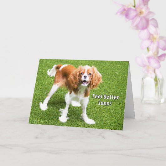 Carte de rétablissement pour un mignon Cavalier Ki (Orchidée)