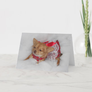 carte de rêve de Noël chihuahua