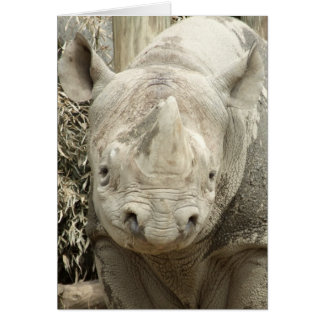 Carte de rhinocéros noir