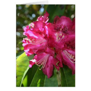 Carte de rhododendrons