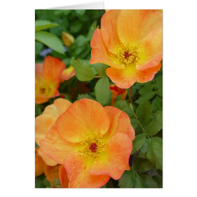 Carte de roses de flamme d'automne (Devant)