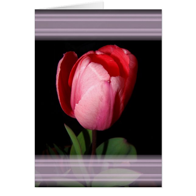 Carte de rubans Tulip (Devant)