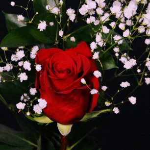 Carte de Saint-Valentin romantique Red Rose