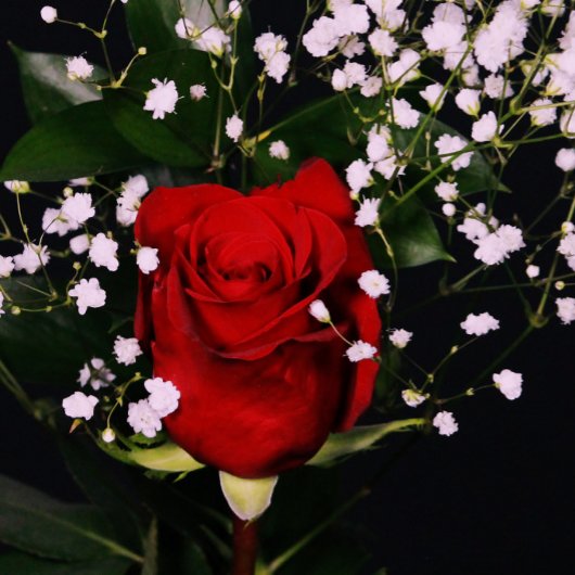 Carte de Saint-Valentin romantique Red Rose