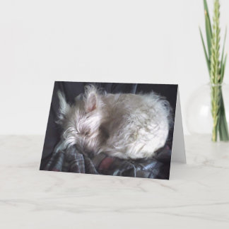 Carte de salut à l'ours à sucre