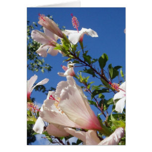 Carte de scène Hibiscus