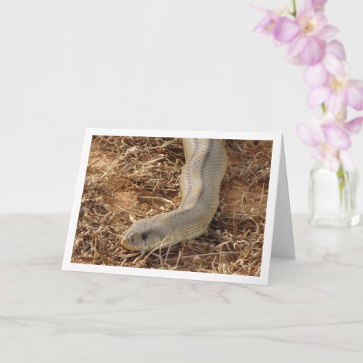 Carte de serpent d'échelle (Orchidée)