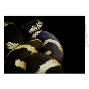 Carte de serpent King de Californie