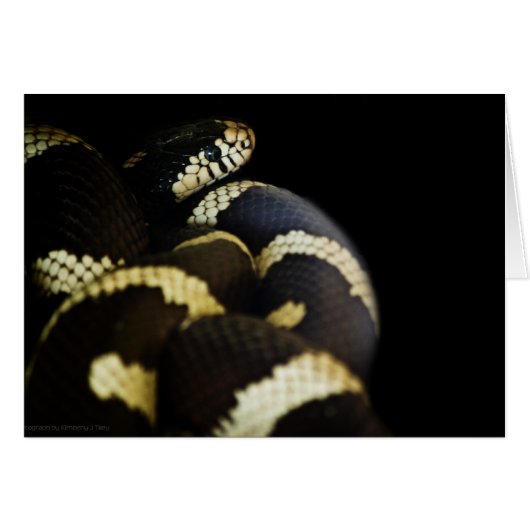 Carte de serpent King de Californie (Devant Horizontal)