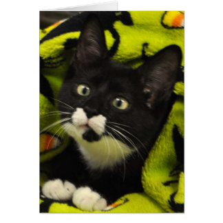 Carte de smoking de Bowtie de délivrance de chat