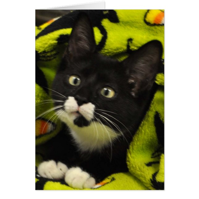 Carte de smoking de Bowtie de délivrance de chat (Devant)