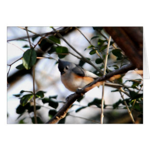 Carte de souris Tufted