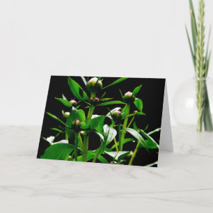 Carte de Spring Peonie
