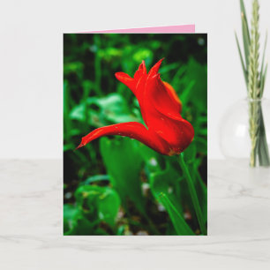 Carte de sympathie avec une photo de canna