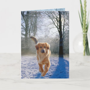 Carte de sympathie Golden Retriever
