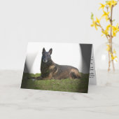 Carte de Sympathie Malinois (Fleur jaune)