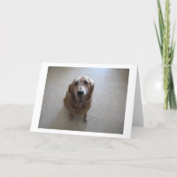 Carte de Sympathie pour animaux - "femelle"