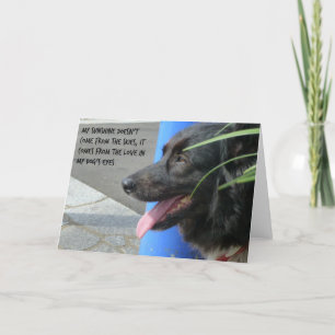 Carte de sympathie pour chien - Soleil dans les ye