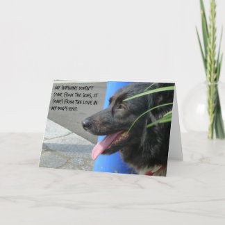 Carte de sympathie pour chien - Soleil dans les ye