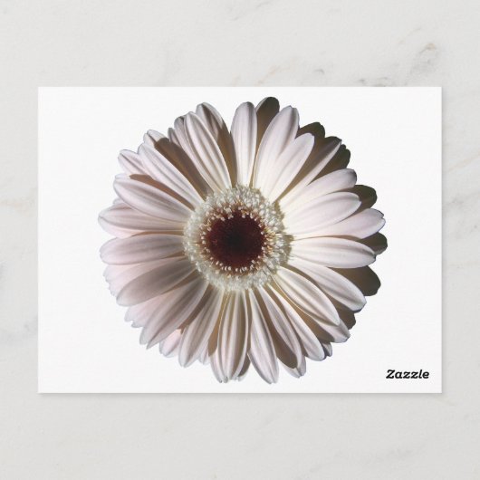 Carte de table Gerbera Daisy/Mariage (Dos)