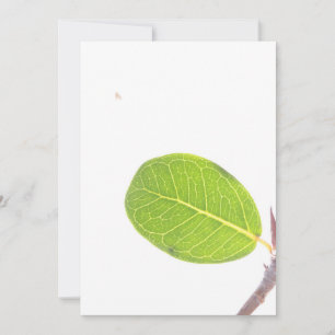 Carte de texture verte riche en feuille de figue s