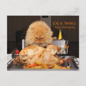 Carte de Thanksgiving drôle de chat (Devant)