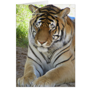 Carte de tigre de sommeil (v)