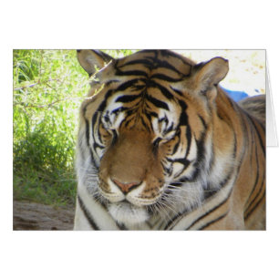 Carte de tigre dormant (h)