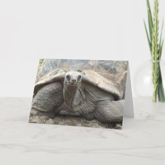Carte de tortue de Galapagos (Devant)