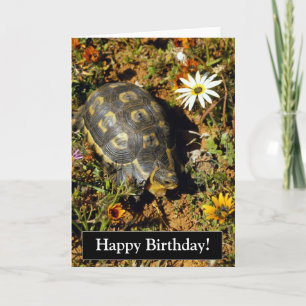 Carte de tortue de joyeux anniversaire