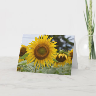 Carte de tournesol