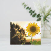 Carte de tournesol (Debout devant)