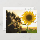 Carte de tournesol (Devant / Derrière)