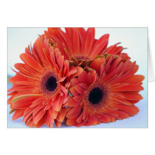 Carte de trio d'orange pressée