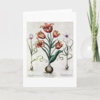 De Tulipa de Perfica aperta non, Tulipa Polyanthos